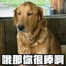 娱乐吃瓜酱中狗妈,娱乐吃瓜酱中的神秘力量
